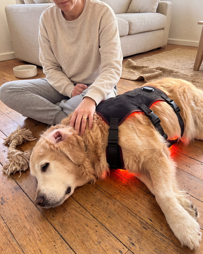 Owner sitting on the floor with their dog during a Loovi session