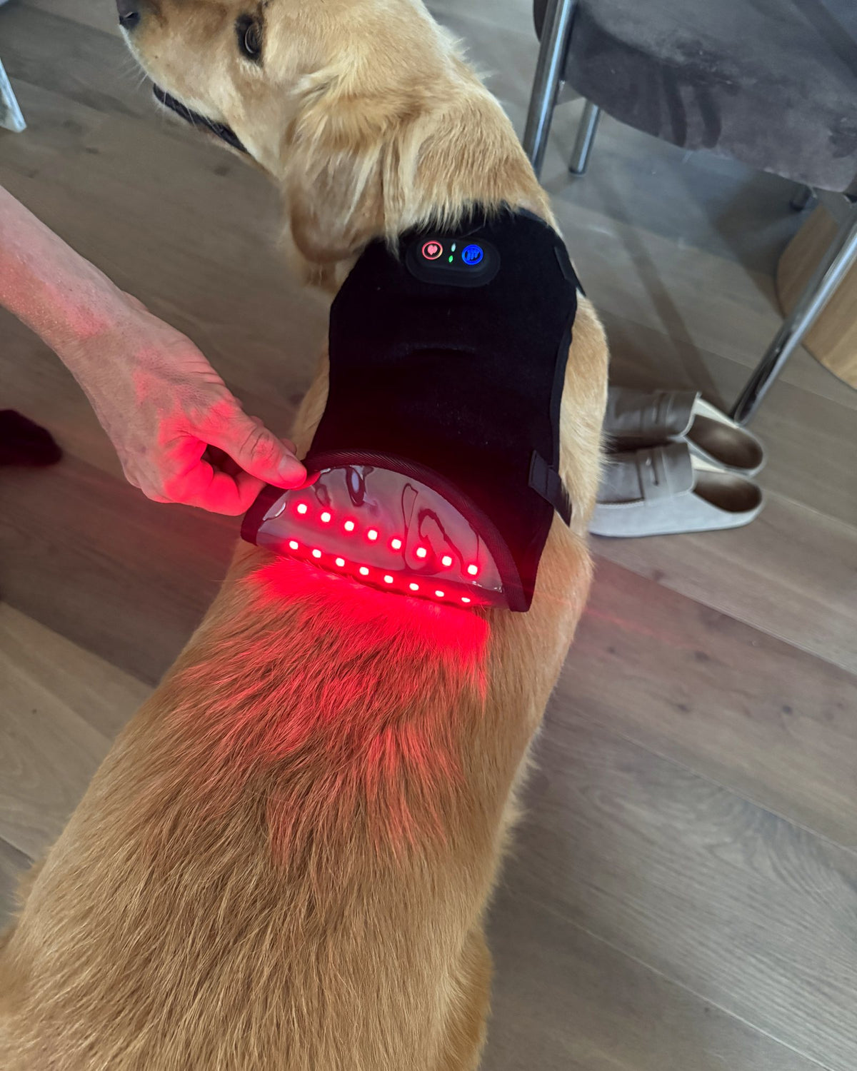 Close up of the Loovi coat's red light panel on a golden retriever