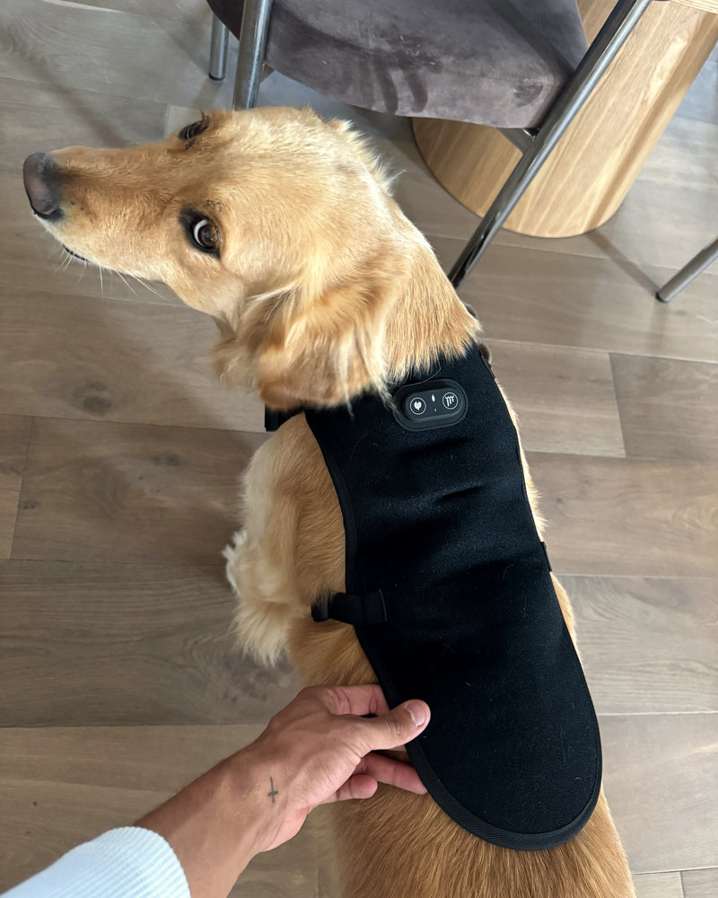 Fitting the Loovi coat over a golden retriever's back