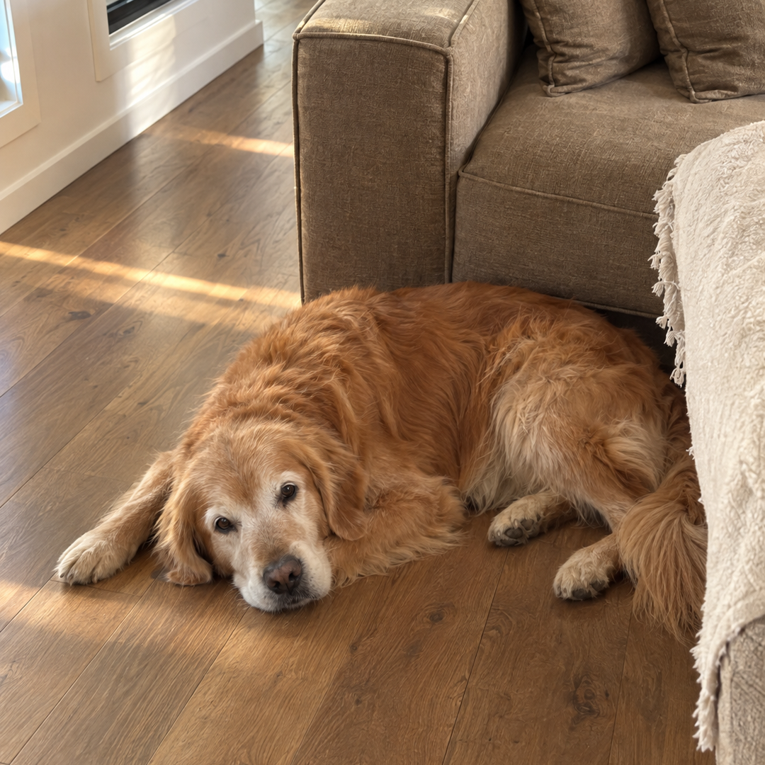 An older golden retriever settled on a timber floor beside a sofa in warm morning light