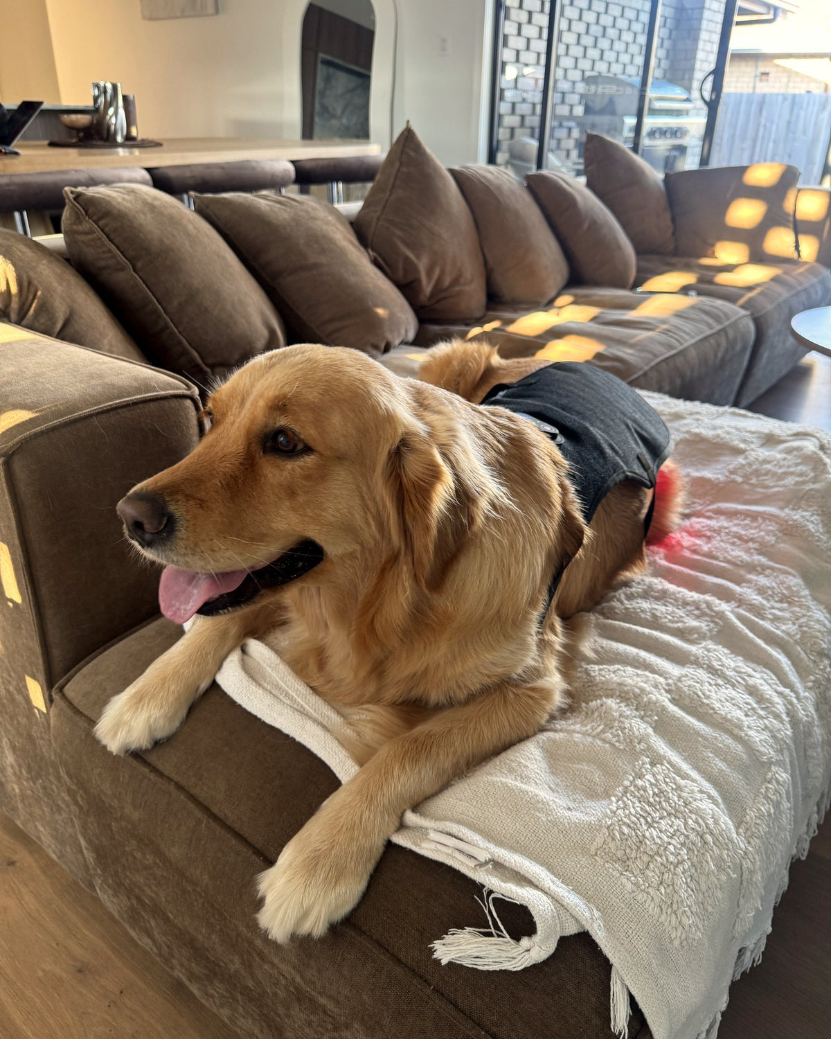 Golden retriever relaxing on the couch wearing the Loovi coat, red light on