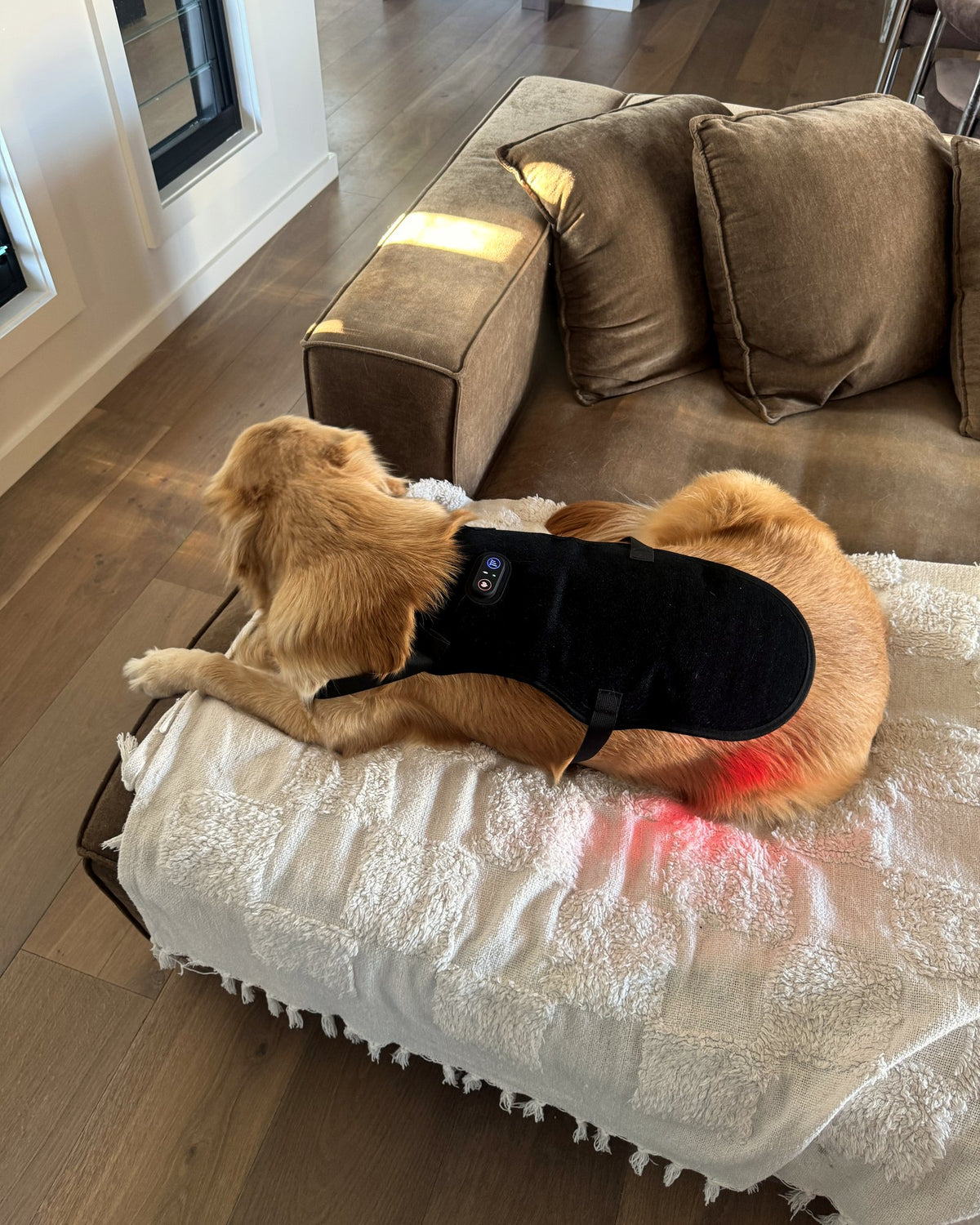 Golden retriever lying down in the Loovi coat with the red light glowing