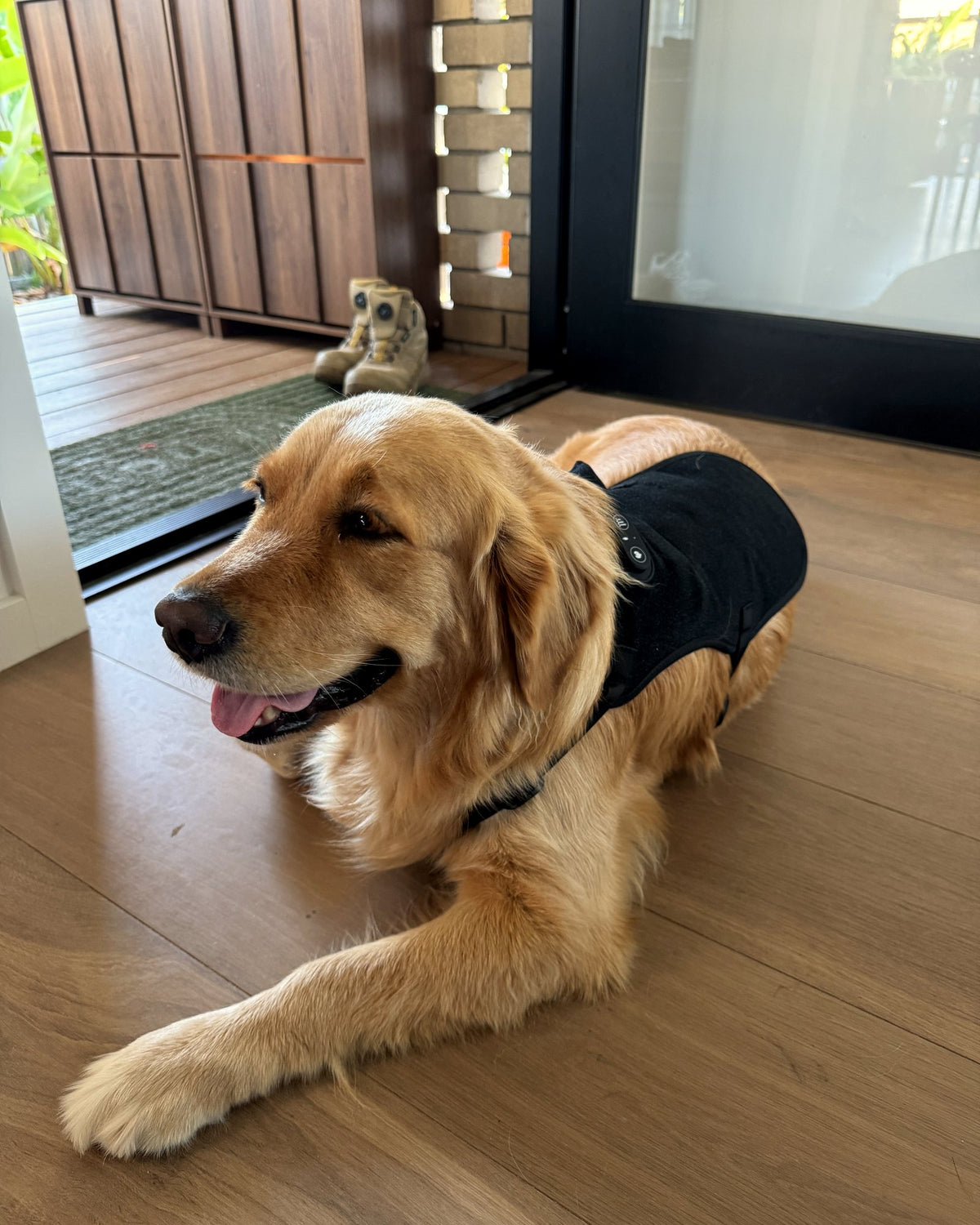 Golden retriever resting on the floor wearing the Loovi coat