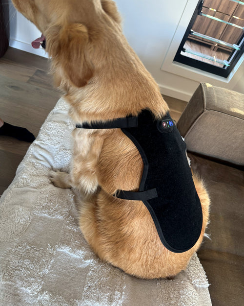 Back view of the Loovi coat on a golden retriever
