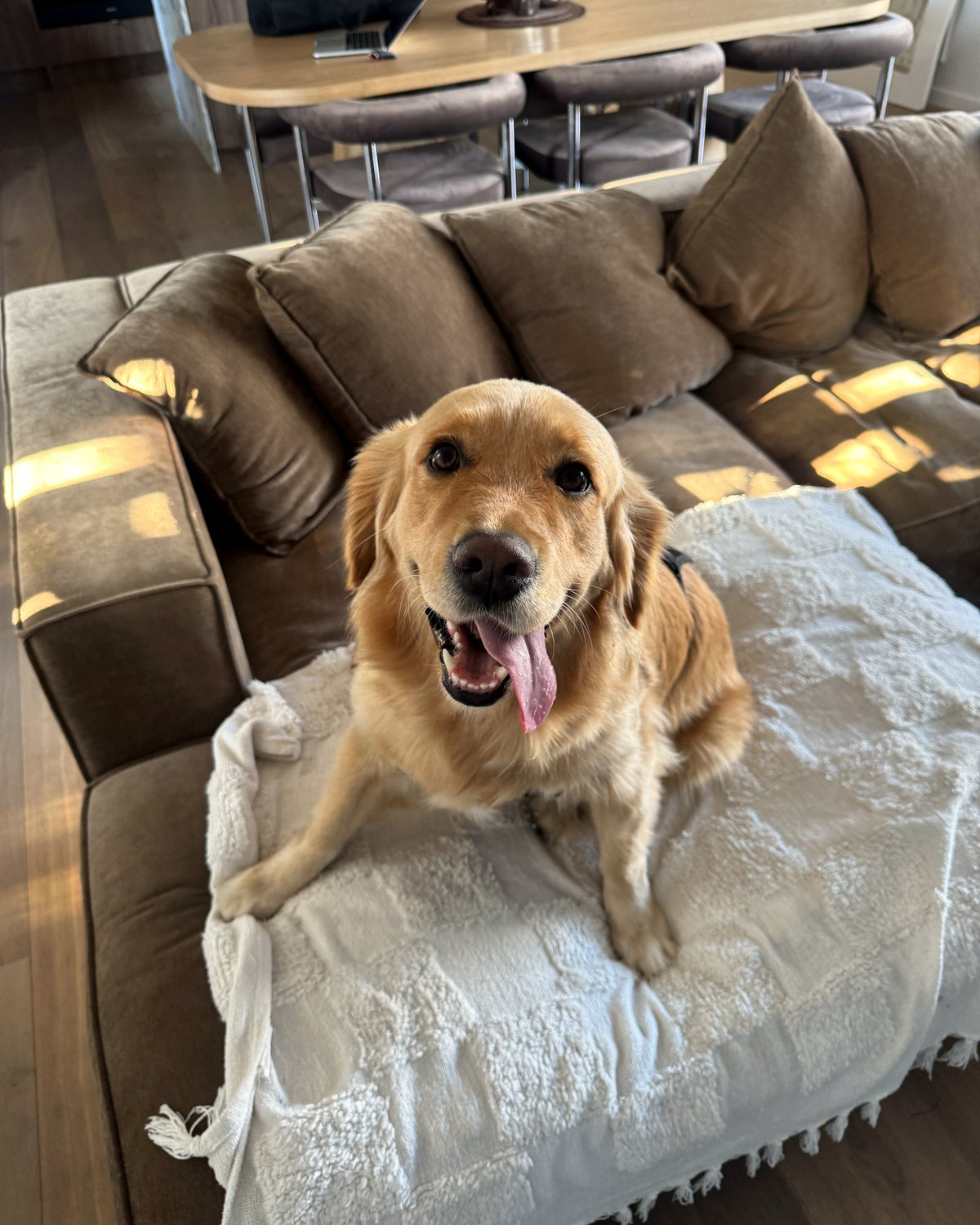 Happy golden retriever on the couch